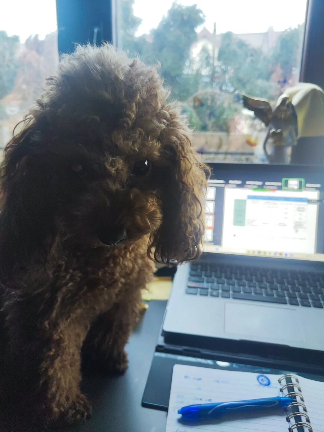 Florka przy laptopie — praca zdalna po psiemu
