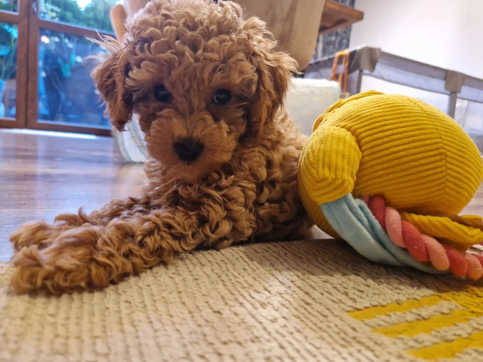 Lola - przy żółtej zabawce, 9. tydzień życia