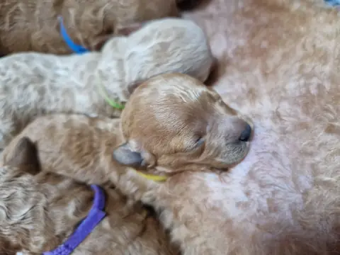 Szczenię pudla toy w żółtej wstążce z bliska