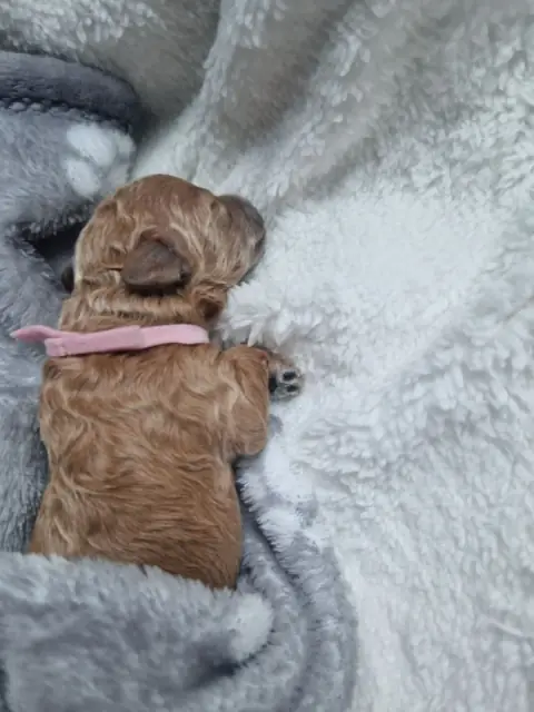 Lola – szczenię pudla toy w różowej wstążce