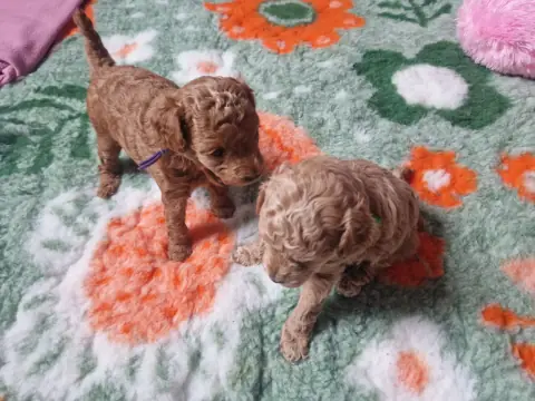 Dwa szczenięta pudla toy na macie do zabawy