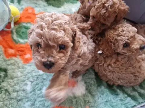 Dwa szczenięta pudla toy z bliska na macie