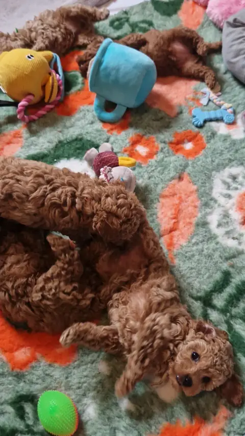 Dwa szczenięta pudla toy odpoczywające na macie