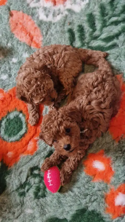 Dwa szczenięta pudla toy przytulone na dywanie