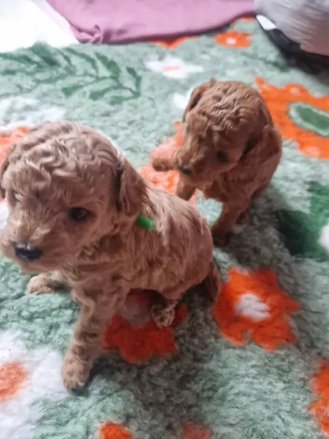 Dwa szczenięta pudla toy obok siebie
