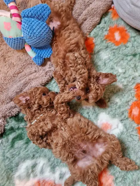 Dwa szczenięta pudla toy wyciągnięte na macie