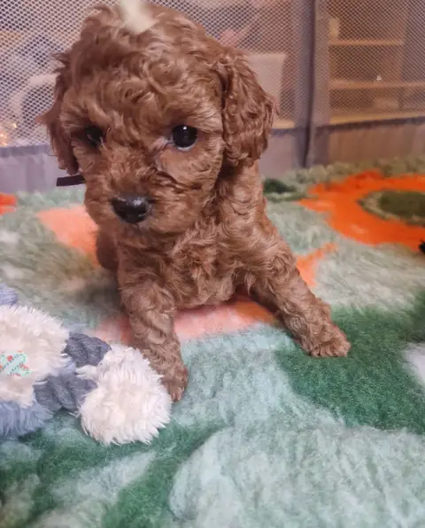 Lili - na macie do zabawy, 5. tydzień życia