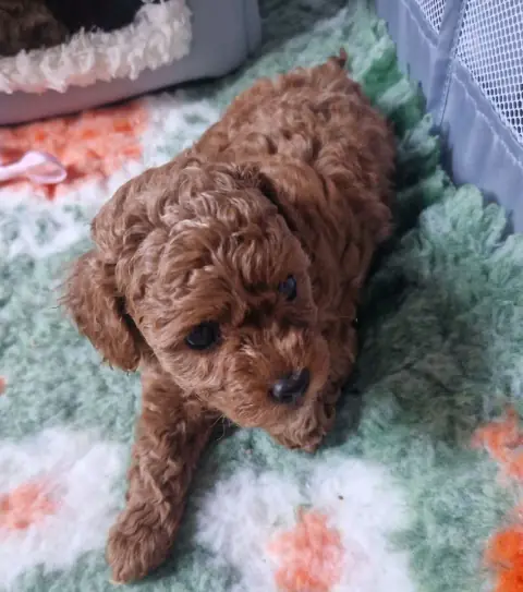 Lili - na macie do zabawy, 6. tydzień życia