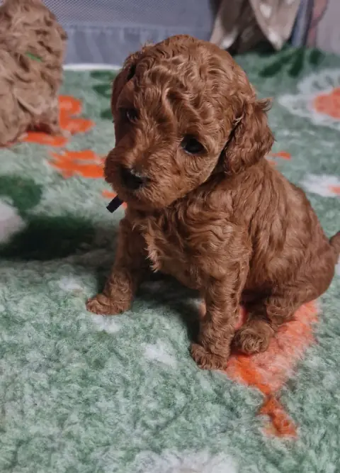Lili - siedzi na macie, 4. tydzień życia