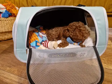 Lili - w transporterze pełnym zabawek, 9. tydzień życia