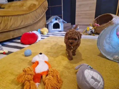 Lio - idzie przez pokój, 6. tydzień życia