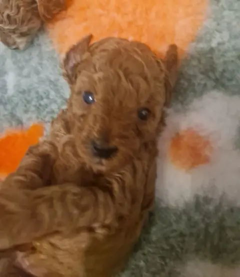 Lio - na macie do zabawy, 4. tydzień życia