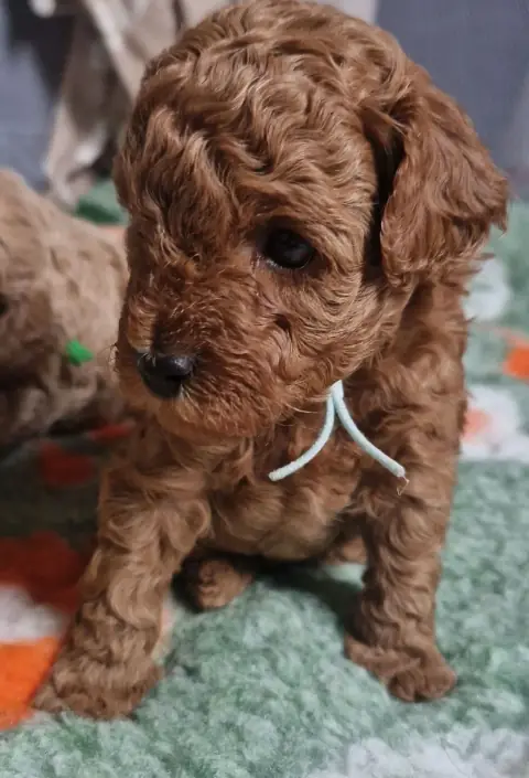 Lio - na zielonej macie, 4. tydzień życia