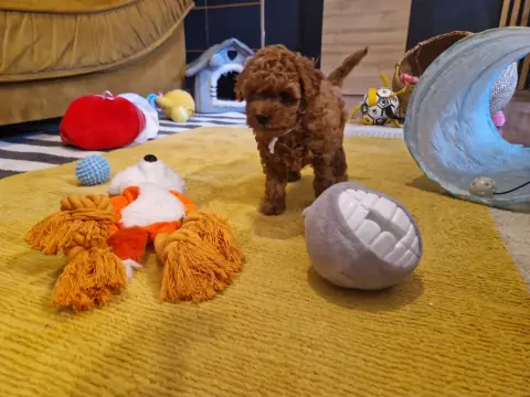 Lio - przy pluszowej kaczce, 6. tydzień życia