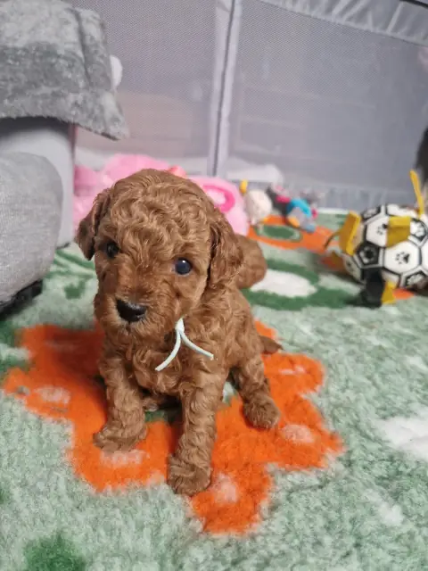 Lio - siedzi na macie, 4. tydzień życia