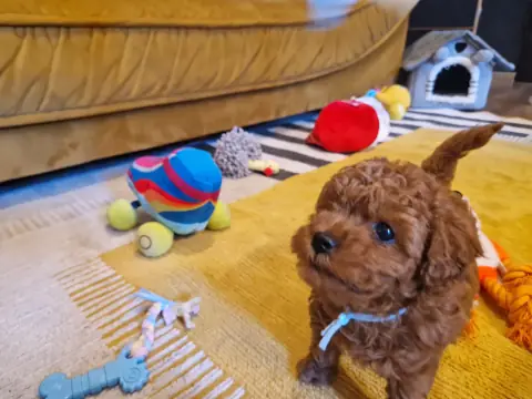 Lio - siedzi wśród zabawek, 6. tydzień życia