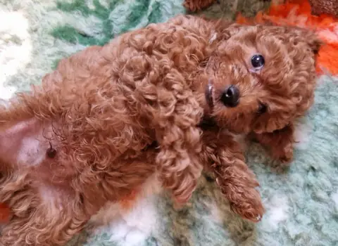 Lio - wyciągnięty na macie, 8. tydzień życia