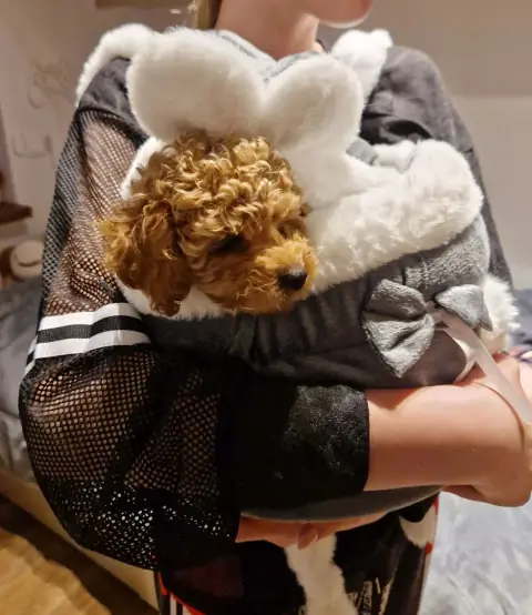 Lola - gotowa do wyjścia, 8. tydzień życia