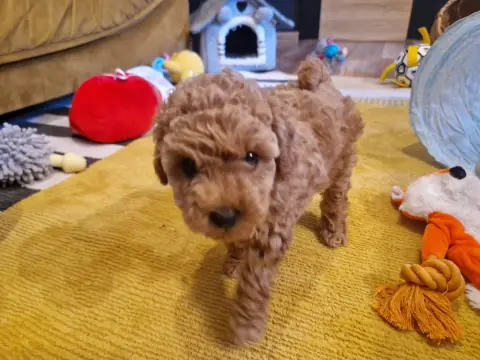 Lola - idzie przez pokój, 6. tydzień życia