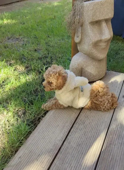 Lola - na dworze przy kamiennej figurze, 9. tydzień życia