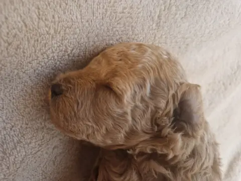 Lola – drzemiąca na kocyku, 3. tydzień życia