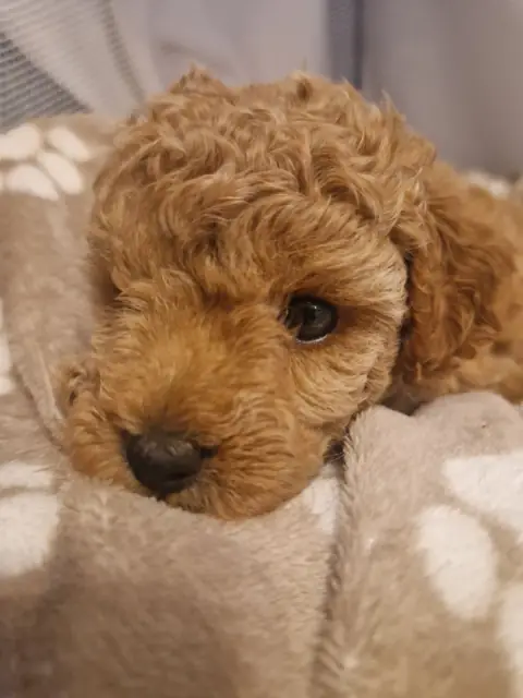 Lola - na miękkim kocyku, 5. tydzień życia