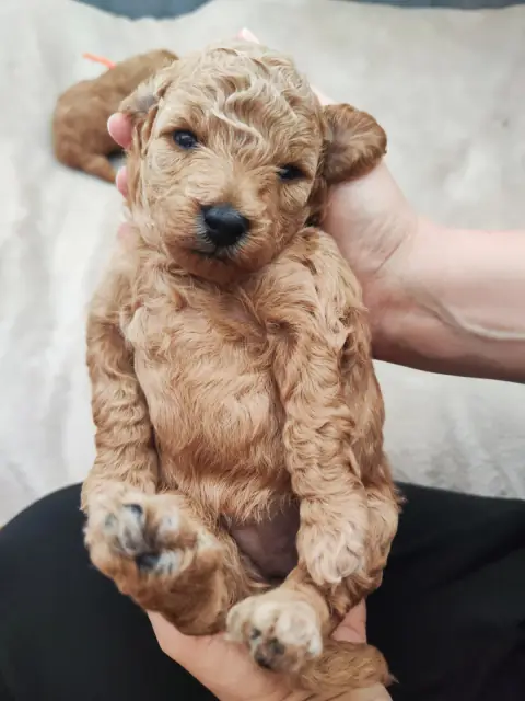 Lola – trzymana w dłoniach, 3. tydzień życia