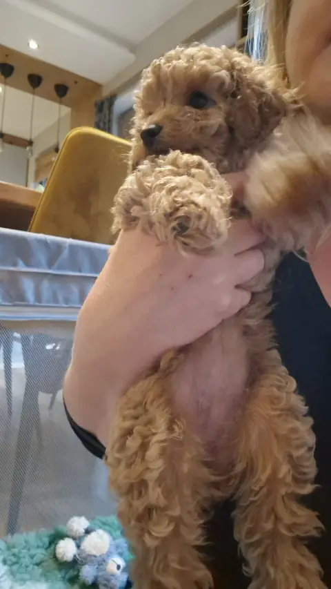 Lola - na rękach, 8. tydzień życia