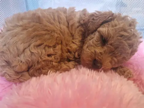 Lola - na różowej poduszce, 5. tydzień życia
