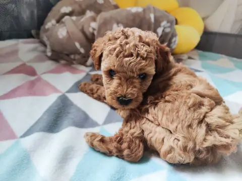 Lola - odpoczywa na kocyku, 5. tydzień życia