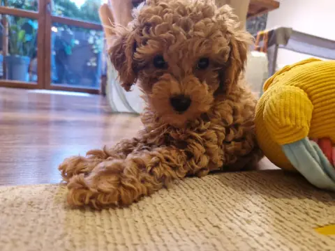 Lola - przy oknie, 9. tydzień życia