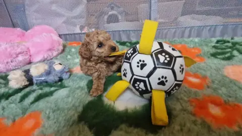 Lola - przy piłce, 5. tydzień życia