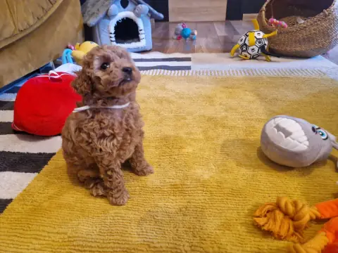 Lola - przy czerwonej piłce, 6. tydzień życia