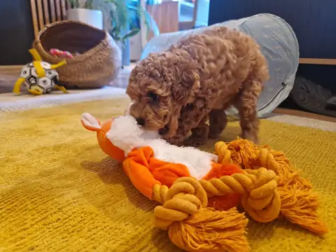 Lola - przy zabawce ze sznurem, 6. tydzień życia