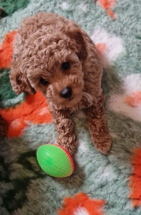 Lola - przy zielonej piłce, 7. tydzień życia