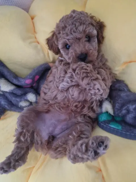 Lola - odpoczywa w legowisku, 6. tydzień życia