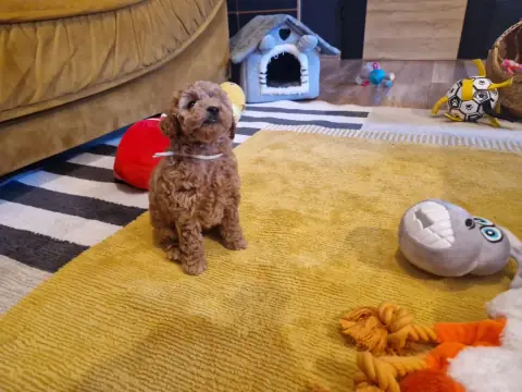 Lola - siedzi na żółtym dywanie, 6. tydzień życia