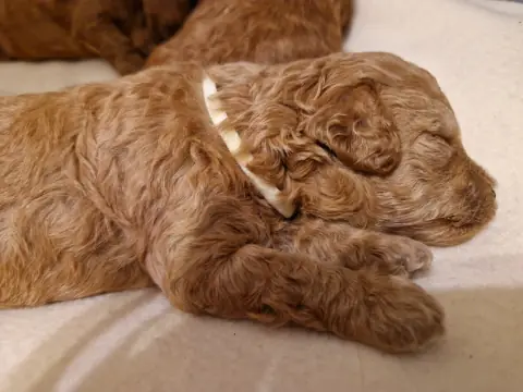 Lola – zwinięta w kłębek, 3. tydzień życia