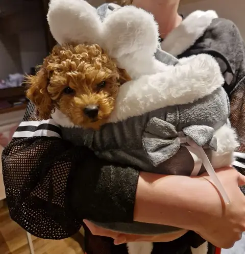 Lola - spojrzenie w górę z torby, 8. tydzień życia