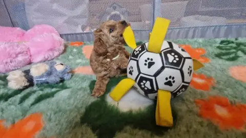 Lola - w kojcu przy zabawkach, 5. tydzień życia