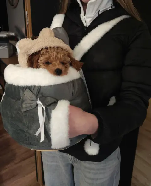 Lola - w nosidełku i misiowej czapeczce, 9. tydzień życia