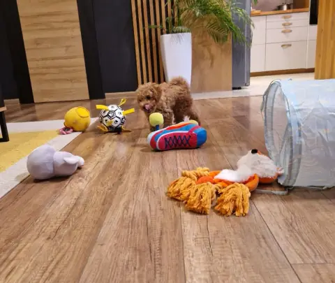 Lola - w pokoju pełnym zabawek, 9. tydzień życia