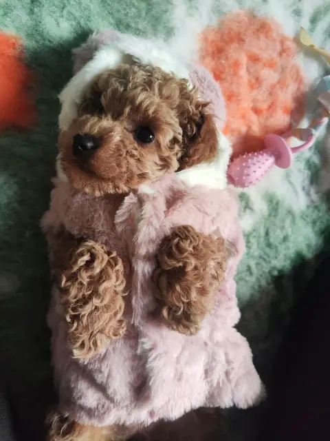 Lola - w różowej kurtce, 8. tydzień życia