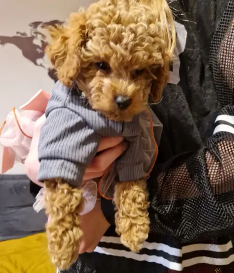 Lola - w szarej bluzie, 8. tydzień życia