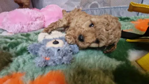 Lola - wśród maskotek, 5. tydzień życia