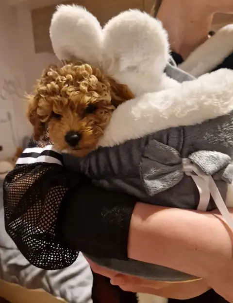 Lola - wygląda z torby, 8. tydzień życia