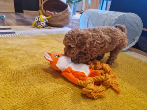 Lola - zabawa pluszową kaczką, 6. tydzień życia