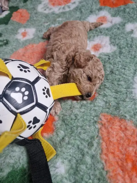 Lola - przy piłce, 4. tydzień życia