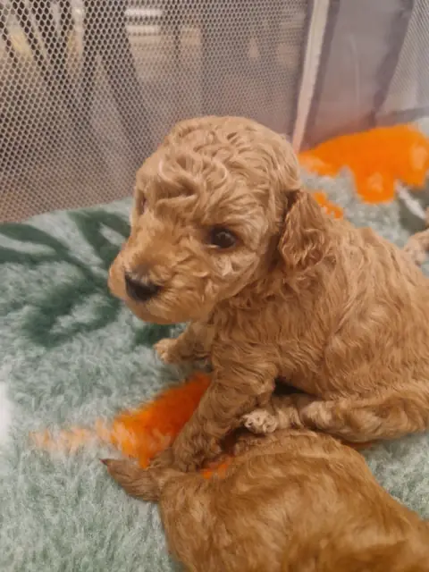 Lola - zabawa na macie, 4. tydzień życia