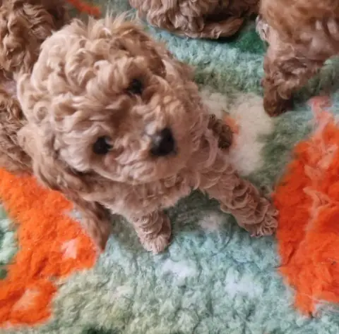 Lolek - na macie do zabawy, 6. tydzień życia
